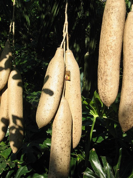 Penis Enlarger XXL Oil Kit Grow 12+ Big Dick Faster - 100% Pure & Natural Herbs